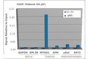 Chromatin Immunoprecipitation (ChIP) image for anti-Histone H4 (pSer1) antibody (ABIN5706885)