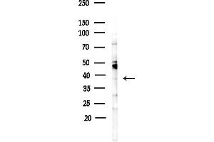 anti-ER Lipid Raft Associated 2 (ERLIN2) (C-Term) antibody