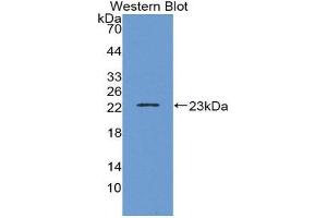 Western Blotting (WB) image for anti-Interleukin 1, beta (IL1B) (AA 63-247) antibody (ABIN1859380) (IL-1 beta Antikörper  (AA 63-247))