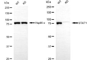 Western blotting analysis using STAT1 antibody (ABIN7800335). (STAT1 Antikörper)