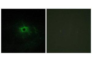 Immunofluorescence (IF) image for anti-Laminin, alpha 4 (LAMa4) (Internal Region) antibody (ABIN1850448) (LAMa4 Antikörper  (Internal Region))