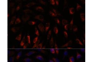 Immunofluorescence analysis of L929 cells using CHP1 Polyclonal Antibody at dilution of 1:100. (CHP Antikörper)