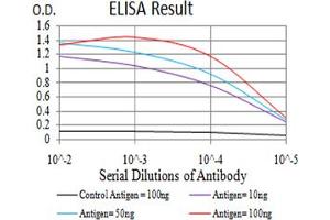 Fig. (BNIP3 Antikörper  (AA 50-155))