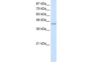 Western Blotting (WB) image for anti-RNA Binding Motif Protein 9 (RBM9) antibody (ABIN2462100) (RBM9 Antikörper)