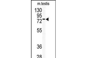 Western blot analysis of anti-TLK2 Antibody (Center) (ABIN392686 and ABIN2837993) in mouse testis tissue lysates (35 μg/lane). (TLK2 Antikörper  (AA 141-171))