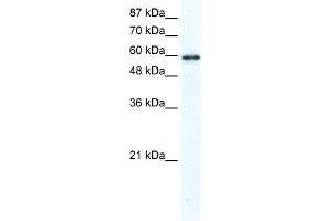 WB Suggested Anti-G3BP Antibody Titration:  2. (G3BP1 Antikörper  (N-Term))