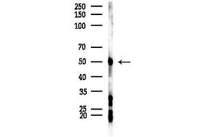 anti-Septin 14 (SEPT14) (C-Term) antibody