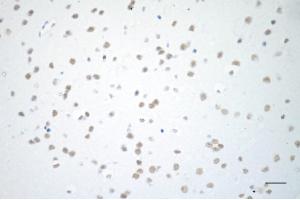 Immunohistochemistry was performed on paraffin-embedded mouse brain using USP39 antibody (ABIN7800735), 1:200).