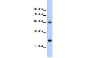 Chromogranin A antibody used at 5 ug/ml to detect target protein. (Chromogranin A Antikörper)