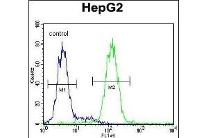 CCDC17 Antibody (C-term) (ABIN654991 and ABIN2844627) flow cytometric analysis of HepG2 cells (right histogram) compared to a negative control cell (left histogram). (CCDC17 Antikörper  (C-Term))