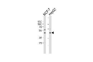 Western blot analysis of lysates from MCF-7,HepG2 cell line (from left to right),using Mnk1 Antibody (Ab-385)(ABIN483797 and ABIN1533180).