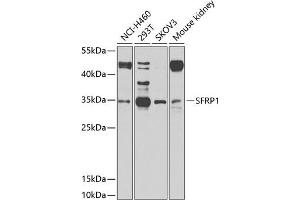 Western blot analysis of extracts of various cell lines, using SFRP1 antibody (ABIN1682675, ABIN1682676, ABIN5664178 and ABIN6219906) at 1:1000 dilution. (SFRP1 Antikörper  (AA 30-314))