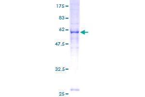 MRPS2 Protein (AA 1-296) (GST tag)