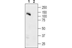 Western blot analysis of human Colo-205 colon adenocarcinoma cell lysate: - 1. (ATP1A1 Antikörper  (Intracellular, N-Term))