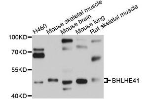 Western blot analysis of extracts of various cells, using BHLHE41 antibody. (BHLHE41 Antikörper)