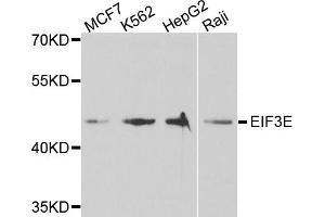 Western blot analysis of extracts of various cell lines, using EIF3E antibody. (EIF3E Antikörper)