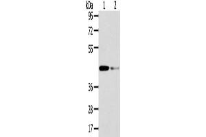 Gel: 8 % SDS-PAGE, Lysate: 40 μg, Lane 1-2: Human fetal liver tissue and hela cell, Primary antibody: ABIN7131583(VPS37A Antibody) at dilution 1/200 dilution, Secondary antibody: Goat anti rabbit IgG at 1/8000 dilution, Exposure time: 15 seconds (VPS37A Antikörper)