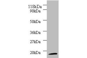 Western blot All lanes: 40S ribosomal protein S11 antibody at 2 μg/mL + 293T whole cell lysate Secondary Goat polyclonal to rabbit IgG at 1/10000 dilution Predicted band size: 18 kDa Observed band size: 18 kDa (RPS11 Antikörper  (AA 2-158))