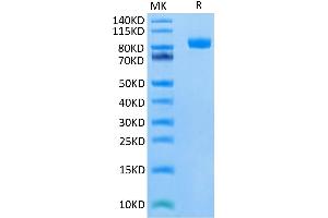 Biotinylated Human SIRP alpha on Tris-Bis PAGE under reduced condition. (SIRPA Protein (Fc-Avi Tag,Biotin))
