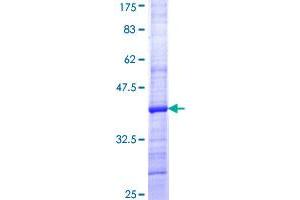 Image no. 1 for Hepatocyte Growth Factor (Hepapoietin A, Scatter Factor) (HGF) (AA 619-728) protein (GST tag) (ABIN1306590)