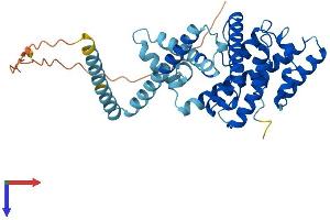 LETMD1 Protein (AA 1-360) (His tag)
