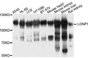 LONP1 Antikörper  (AA 120-400)