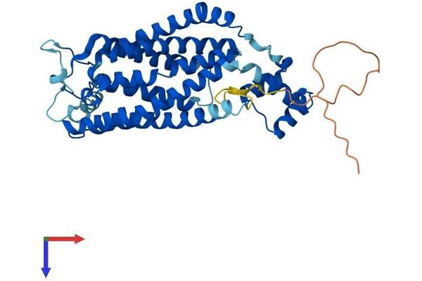 Ceramide Synthase 2 Protein (CERS2) (AA 1-380) (His tag)