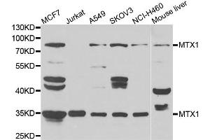 Western blot analysis of extracts of various cell lines, using MTX1 antibody. (Metaxin 1 Antikörper)