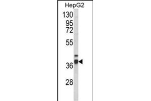 Western blot analysis of PECI Antibody (C-term) (ABIN652636 and ABIN2842426) in HepG2 cell line lysates (35 μg/lane). (PECI/ECI2 Antikörper  (C-Term))