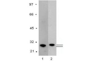 Western Blotting (WB) image for anti-Glutathione S Transferase (GST) antibody (ABIN1107457) (GST Antikörper)