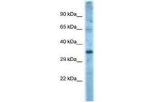 Image no. 1 for anti-Fas Ligand (TNF Superfamily, Member 6) (FASL) (AA 121-170) antibody (ABIN6748197) (FASL Antikörper  (AA 121-170))
