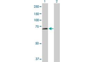 Western Blot analysis of SHC3 expression in transfected 293T cell line by SHC3 MaxPab polyclonal antibody. (SHC3 Antikörper  (AA 1-594))