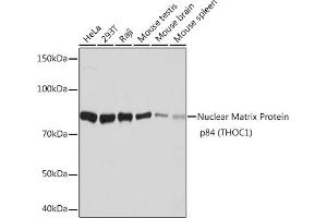 Western blot analysis of extracts of various cell lines, using Nuclear Matrix Protein p84 (THOC1) (THOC1) Rabbit mAb (ABIN7270811) at 1:1000 dilution. (THOC1 Antikörper)