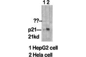 Western Blot (WB) analysis of specific cells using p21 Polyclonal Antibody. (p21 Antikörper  (Ser232))