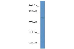 WB Suggested Anti-HNF1B Antibody Titration:  0.
