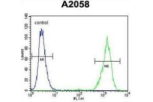 Flow cytometric analysis of A2058 cells using RAB10 Antibody (Center) Cat. (RAB10 Antikörper  (Middle Region))