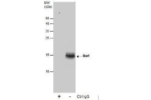 Immunoprecipitation (IP) image for anti-Ionized Calcium-binding Adapter Molecule 1 (IBA1) antibody (ABIN2855067)
