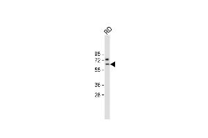 SMTNL1 Antikörper  (AA 130-159)