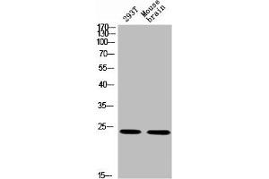 Western blot analysis of 293T MOUSE-BRAIN using p-14-3-3 θ/ (S232) antibody. (14-3-3 theta Antikörper  (pSer232))