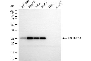 Western blotting analysis using HSD17B10 antibody (ABIN7799014). (HSD17B10 Antikörper)