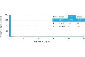 Analysis of Protein Array containing >19,000 full-length human proteins using MCM6 Mouse Monoclonal Antibody (MCM6/2999) Z- and S- Score: The Z-score represents the strength of a signal that a monoclonal antibody (MAb) (in combination with a fluorescently-tagged anti-IgG secondary antibody) produces when binding to a particular protein on the HuProtTM array. (MCM6 Antikörper  (AA 228-368))