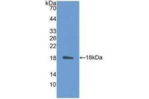 Detection of Recombinant IL31, Mouse using Polyclonal Antibody to Interleukin 31 (IL31) (IL-31 Antikörper  (AA 28-154))