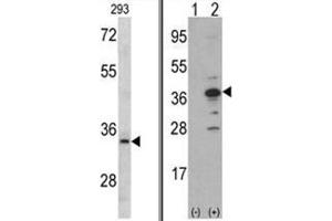 (LEFT) Western blot analysis of MCA1 antibody (C-term) in 293 cell line lysates (35ug/lane).