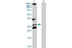 Western Blot analysis of RCHY1 expression in transfected 293T cell line by RCHY1 MaxPab polyclonal antibody. (RCHY1 Antikörper  (AA 1-252))