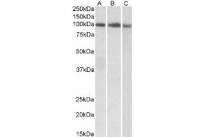 ABIN5539581 (0. (STAT5A Antikörper  (C-Term))