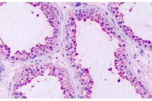 Anti-GPRC5A / RAI3 antibody IHC staining of human testis. (GPRC5A Antikörper  (Extracellular Domain))