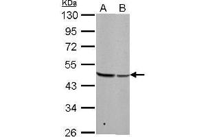 Western Blotting (WB) image for anti-Basic Leucine Zipper and W2 Domains 2 (BZW2) antibody (ABIN2856468)
