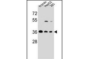 FBXO2 Antibody (C-term) (ABIN654170 and ABIN2844029) western blot analysis in mouse brain tissue and HepG2,293 cell line lysates (35 μg/lane).