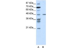 WB Suggested Anti-PSMC2 Antibody Titration:  1. (PSMC2 Antikörper  (N-Term))