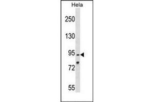 Western blot analysis of OSBPL1A Antibody (C-term) in Hela cell line lysates (35ug/lane). (OSBPL1A Antikörper  (C-Term))